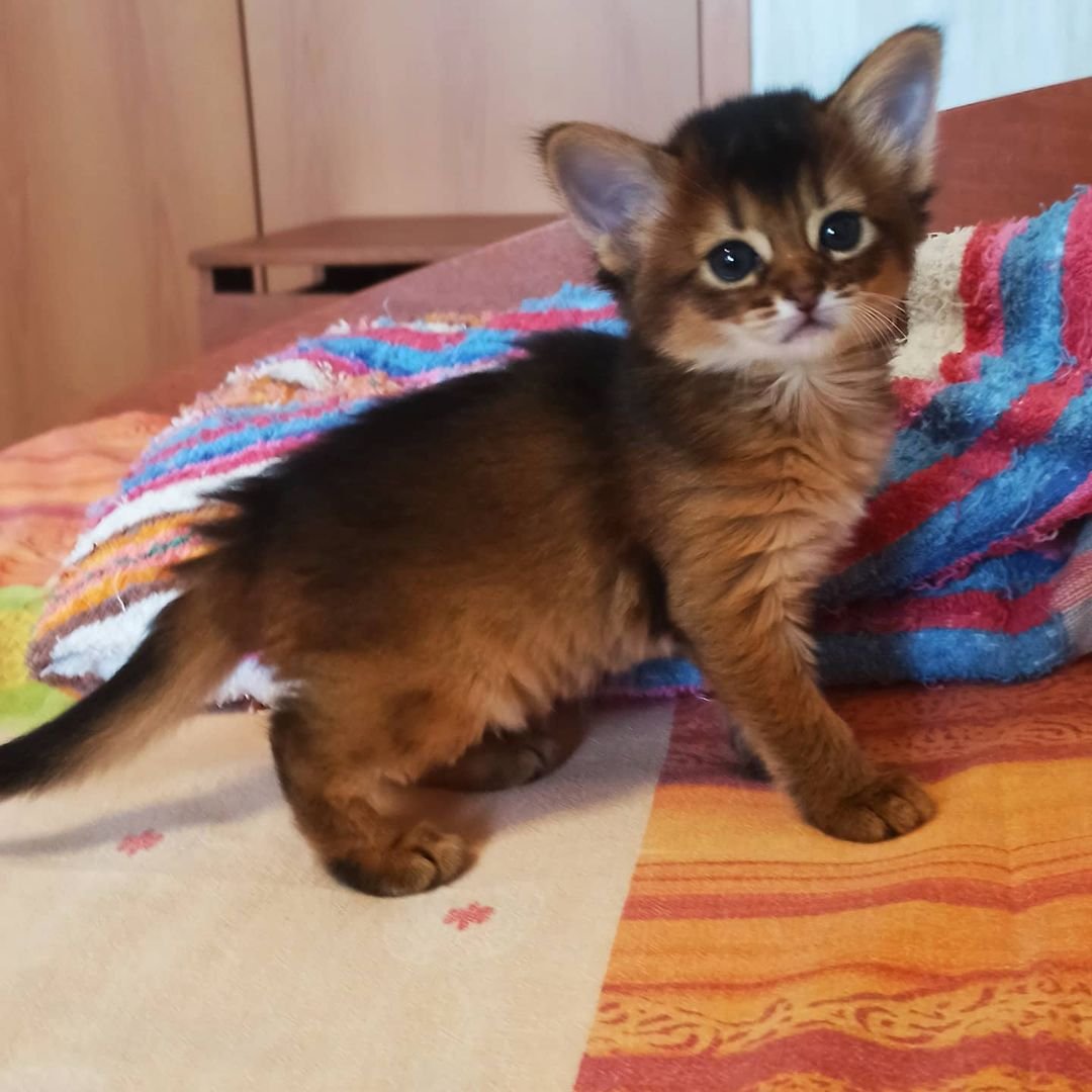 Talisa – Weibliche Somali-Katze