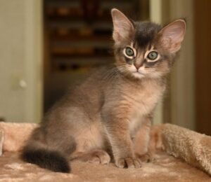 Zazu – Weibliche Somali-Katze