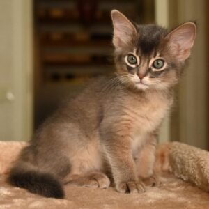 Zazu – Weibliche Somali-Katze