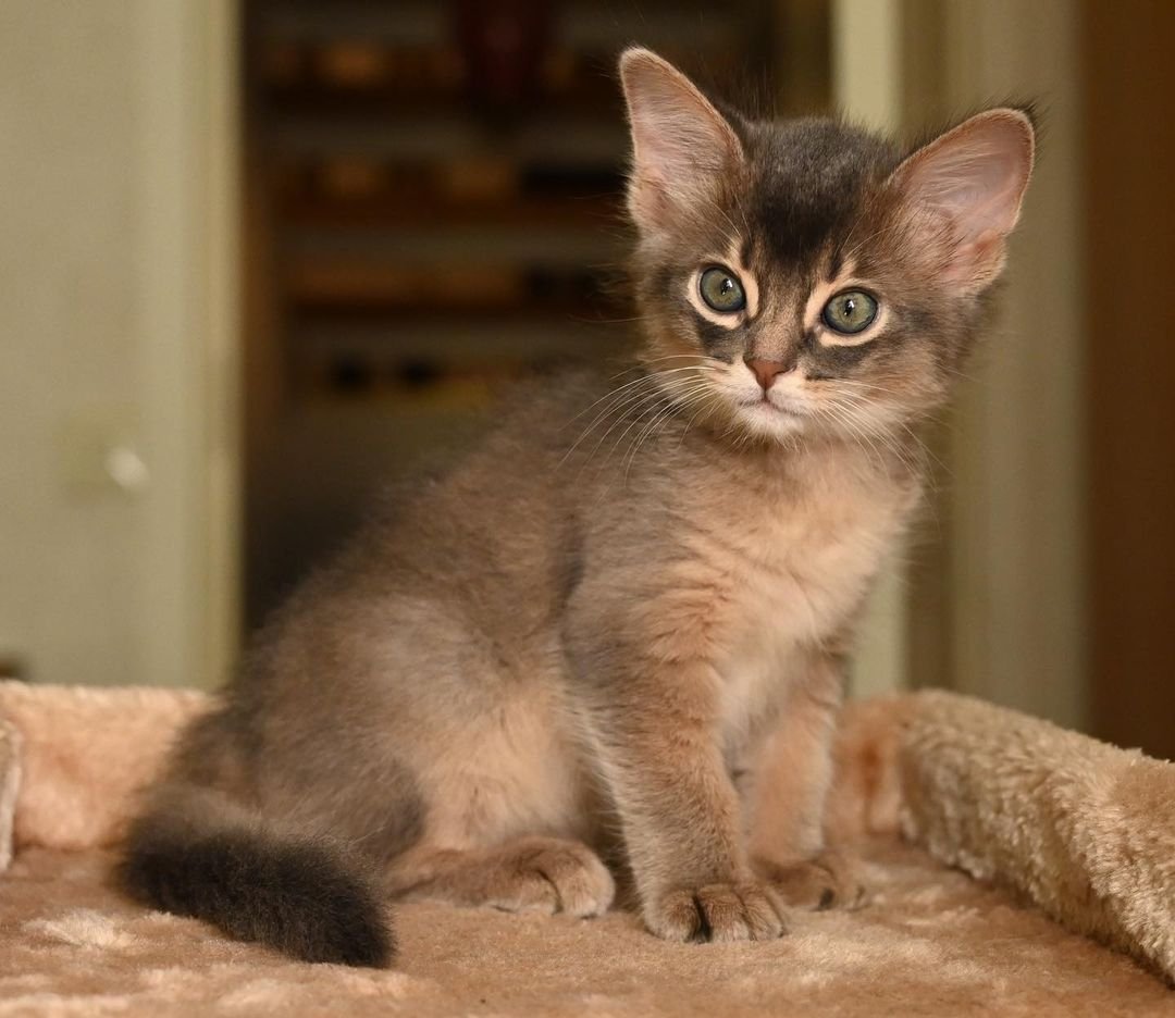 Zazu – Weibliche Somali-Katze