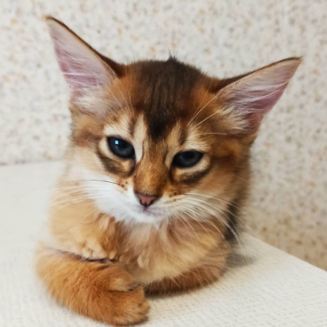 Oreo – Männliche Somali-Katze – Bild 2