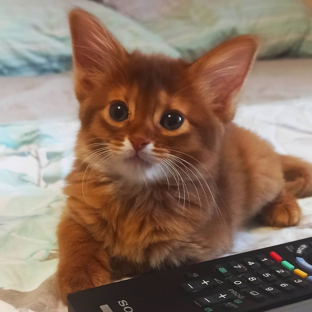 Bella – Weibliche Somali-Katze