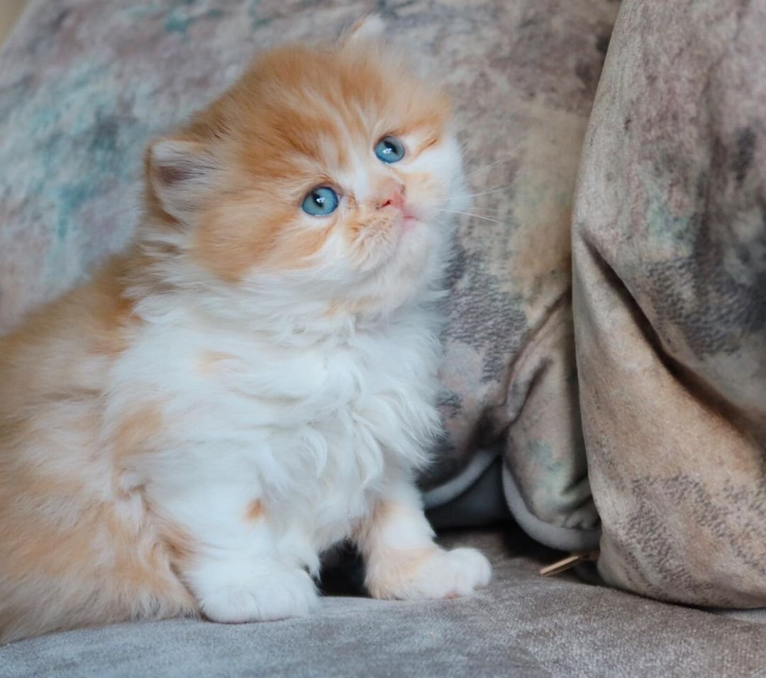 Lio – Männliches Britisch Kurzhaar Kätzchen