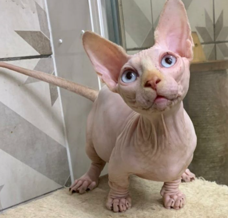 Max – Männliche Sphynx-Katze – Bild 2