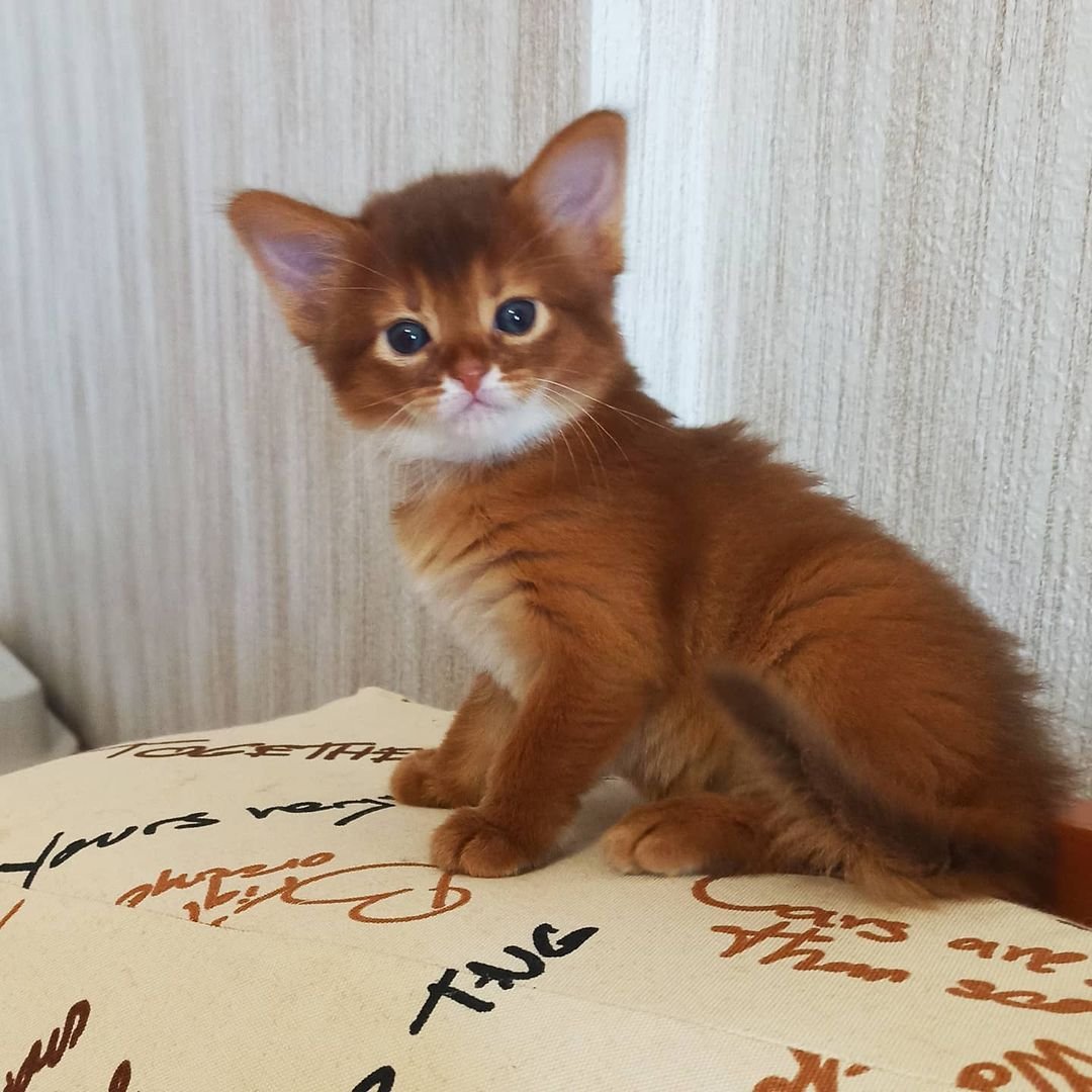 Talisa – Weibliche Somali-Katze – Bild 4