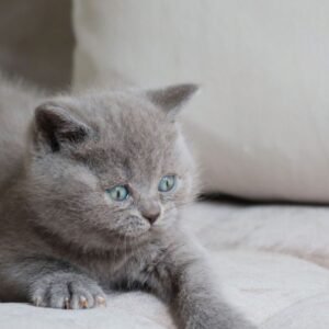 Margot – Männliches Britisch Kurzhaar Kätzchen