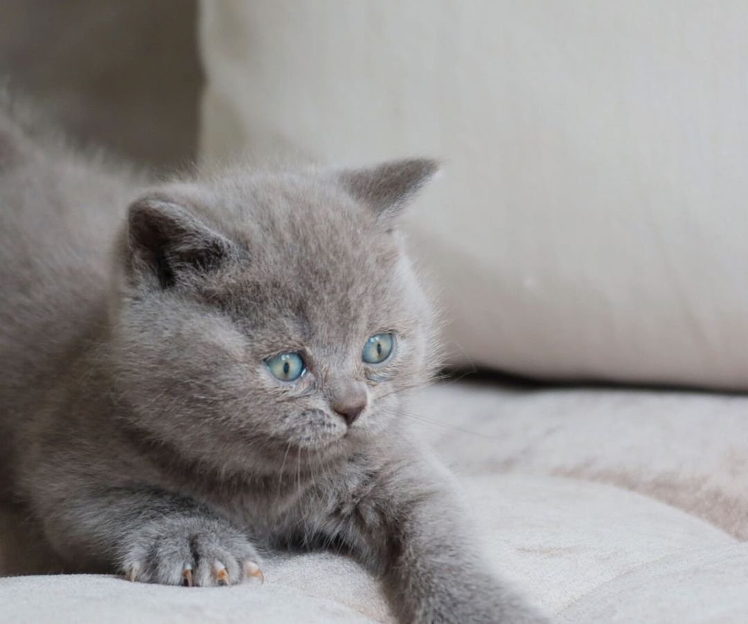 Margot – Männliches Britisch Kurzhaar Kätzchen