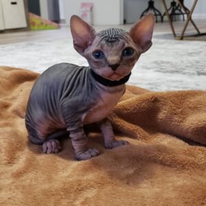 Nebula – Männliche Sphynx-Katze