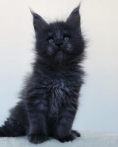 Oben – Männliche Maine-Coon-Katze