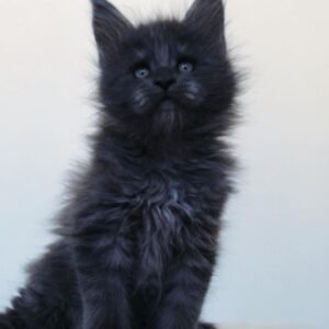 Oben – Männliche Maine-Coon-Katze