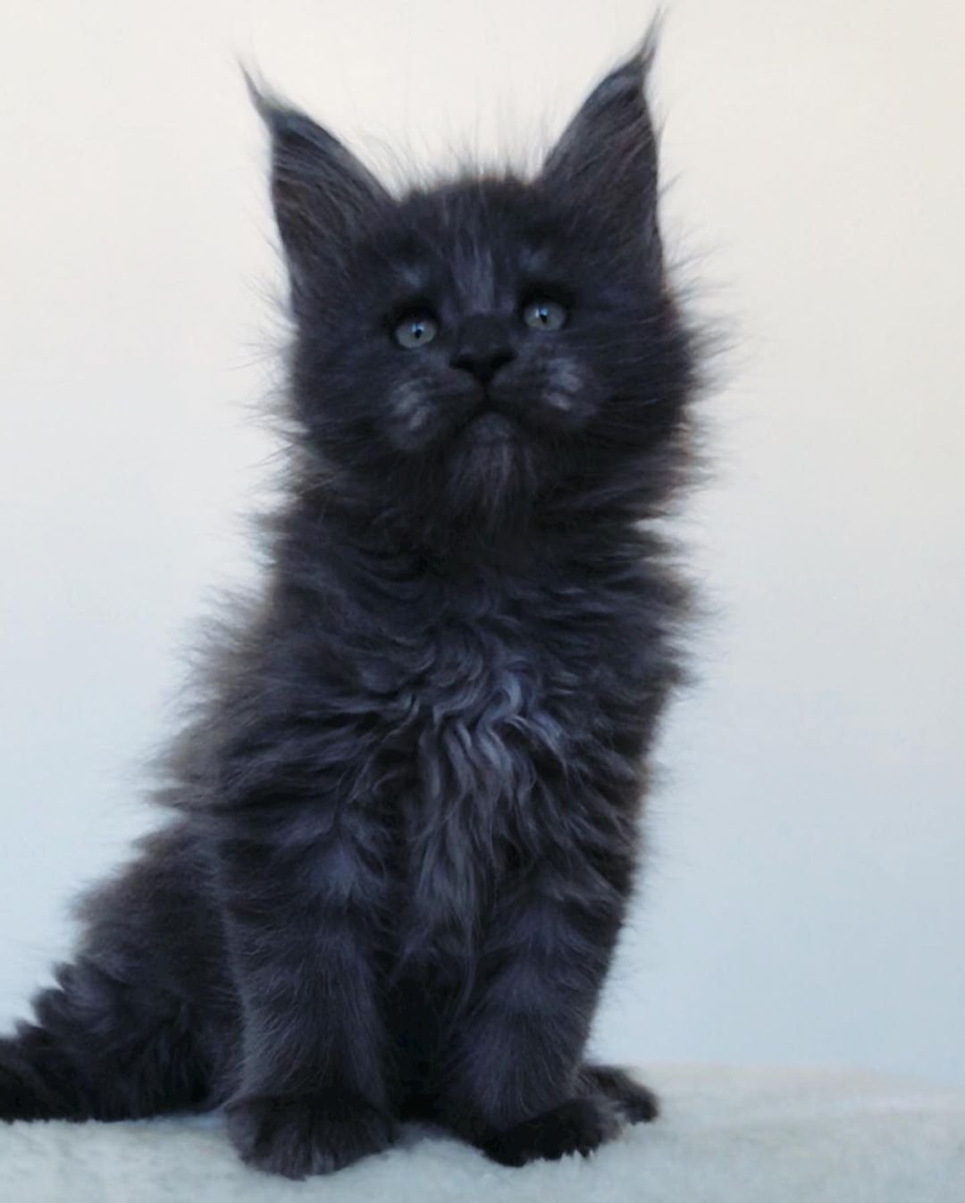 Oben – Männliche Maine-Coon-Katze
