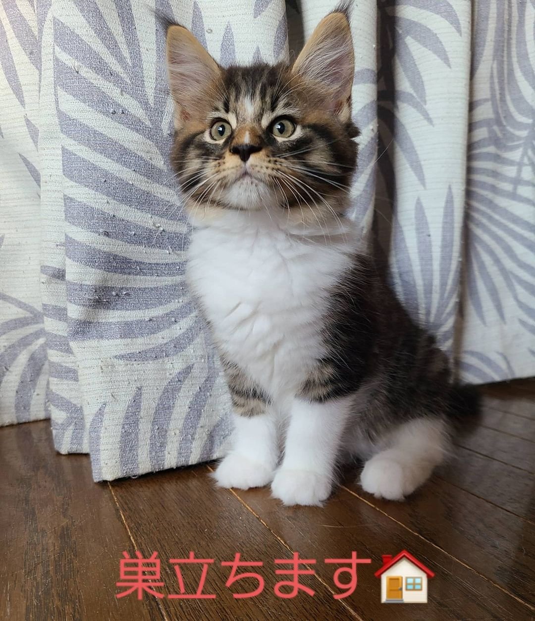 Calvin – Männliche Maine-Coon-Katze – Bild 3