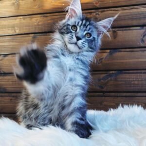Larry – Männliche Maine-Coon-Katze
