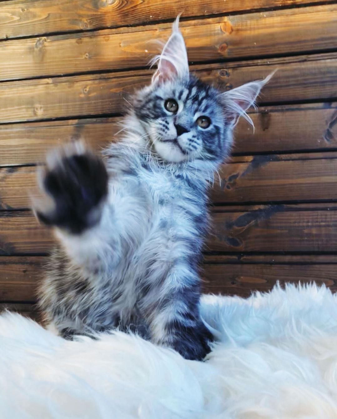 Larry – Männliche Maine-Coon-Katze