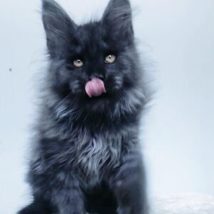 Bob – Männliche Maine-Coon-Katze