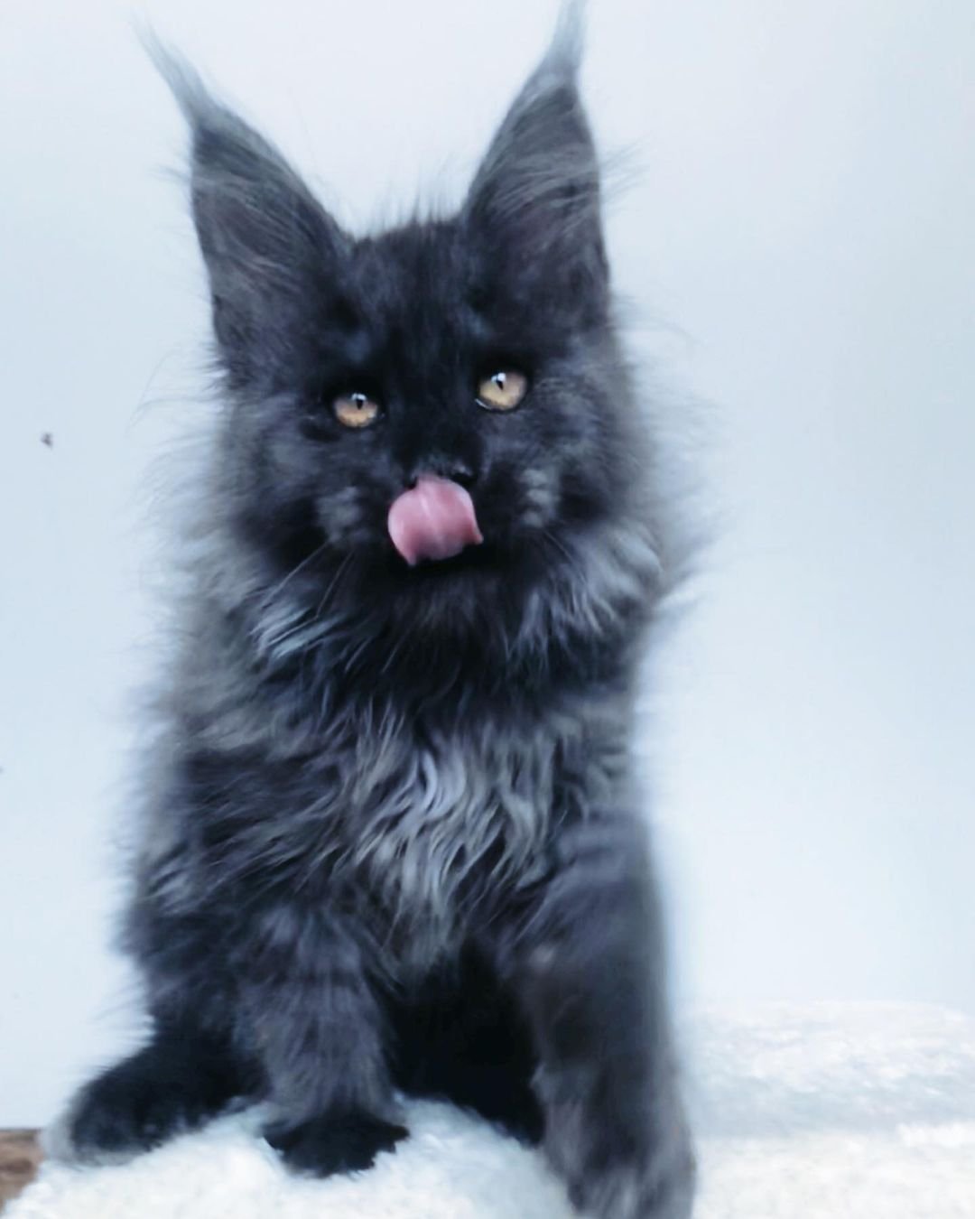 Bob – Männliche Maine-Coon-Katze
