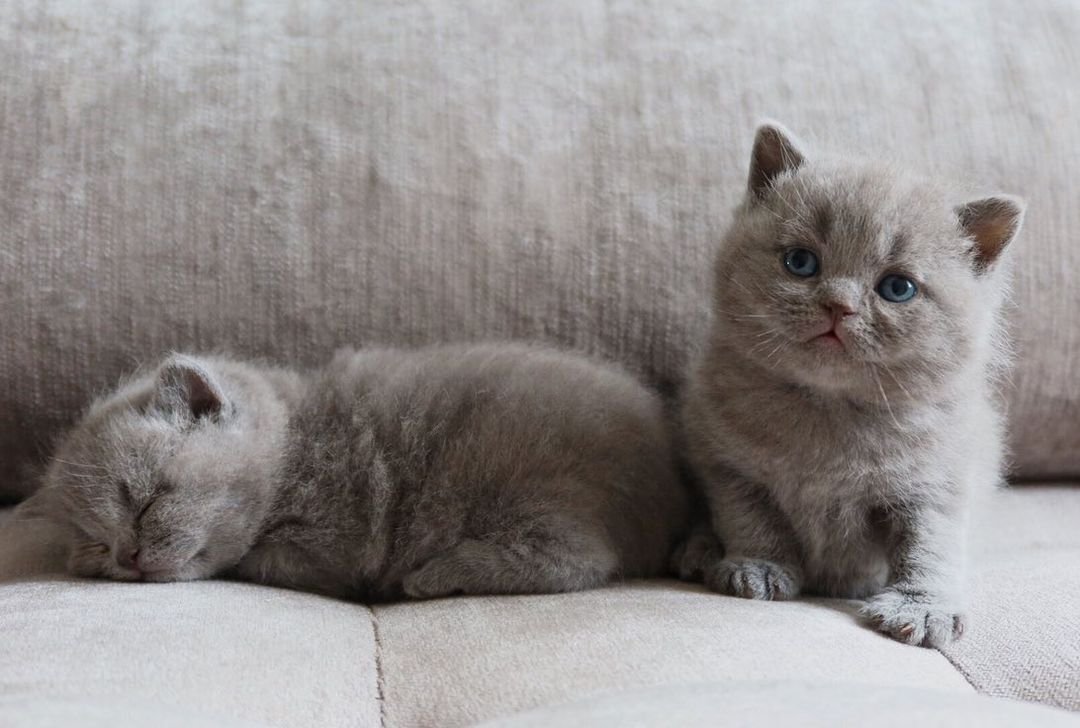 Margot – Männliches Britisch Kurzhaar Kätzchen – Bild 2