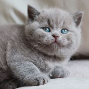 Molly – Weibliches Britisch Kurzhaar Kätzchen