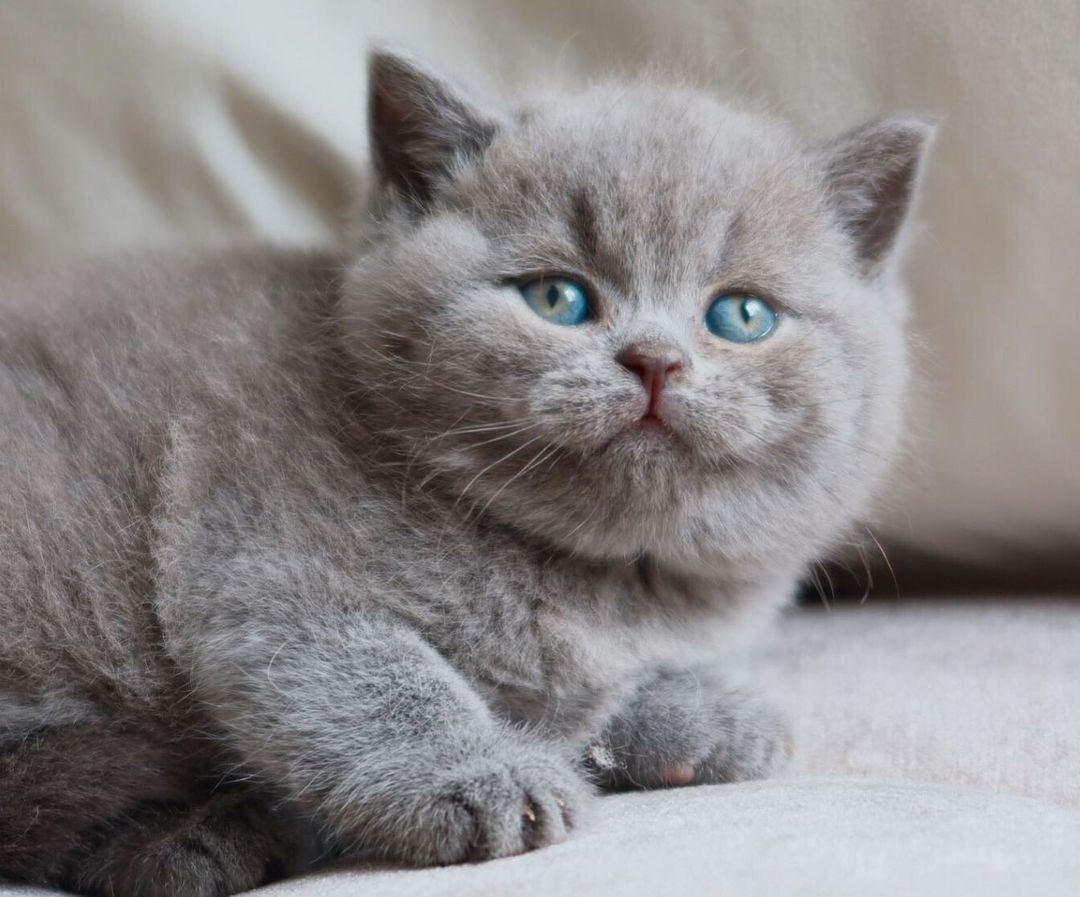 Molly – Weibliches Britisch Kurzhaar Kätzchen