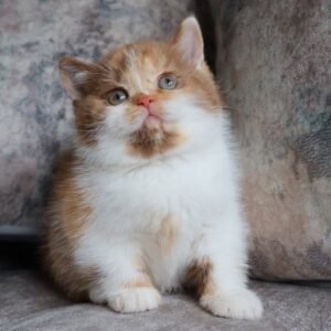Patricia – Weibliches Britisch Kurzhaar Kätzchen