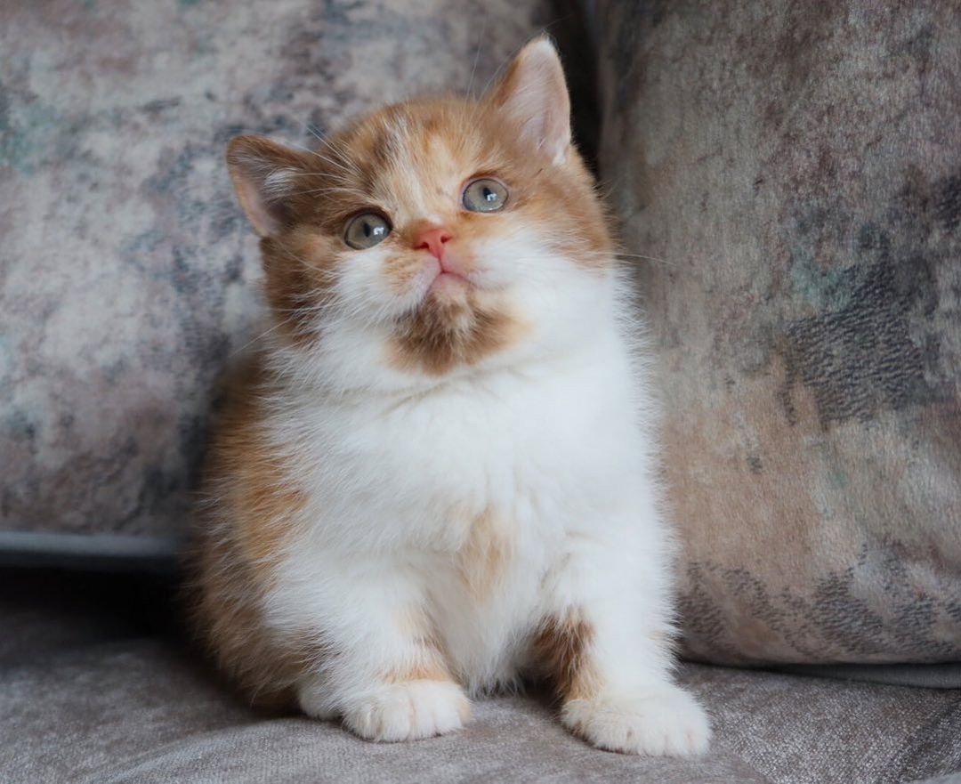 Patricia – Weibliches Britisch Kurzhaar Kätzchen