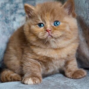 Macie – Weibliches Britisch Kurzhaar Kätzchen