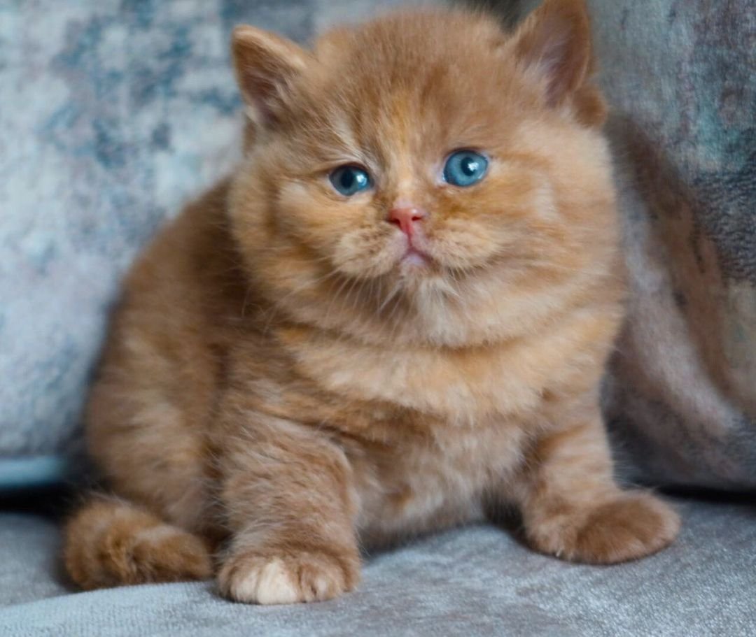 Macie – Weibliches Britisch Kurzhaar Kätzchen