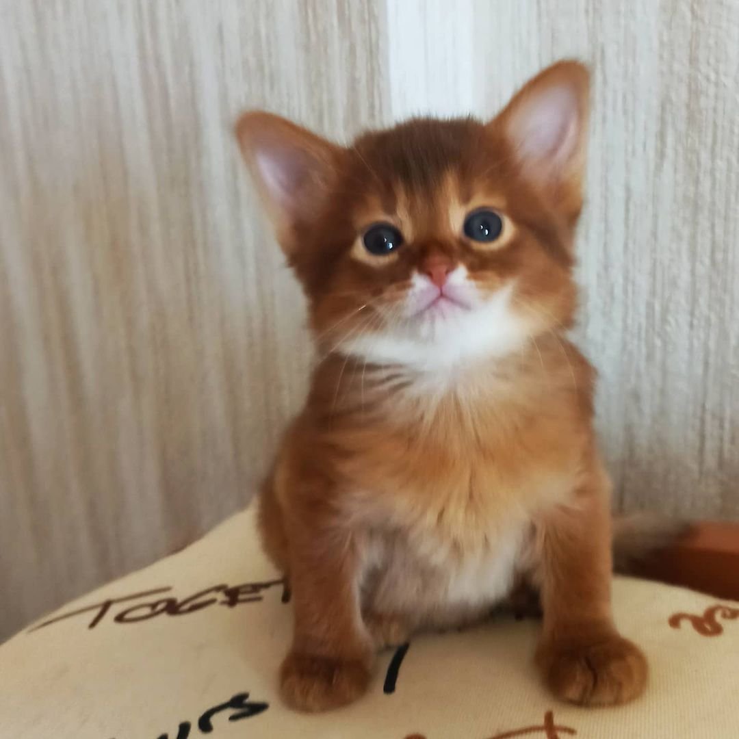 Talisa – Weibliche Somali-Katze – Bild 3