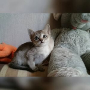 Thor – Weibliche Singapura-Katze