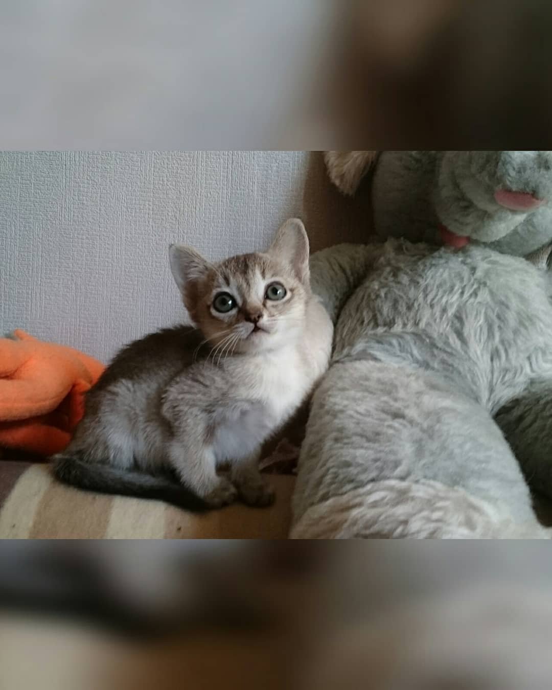 Thor – Weibliche Singapura-Katze