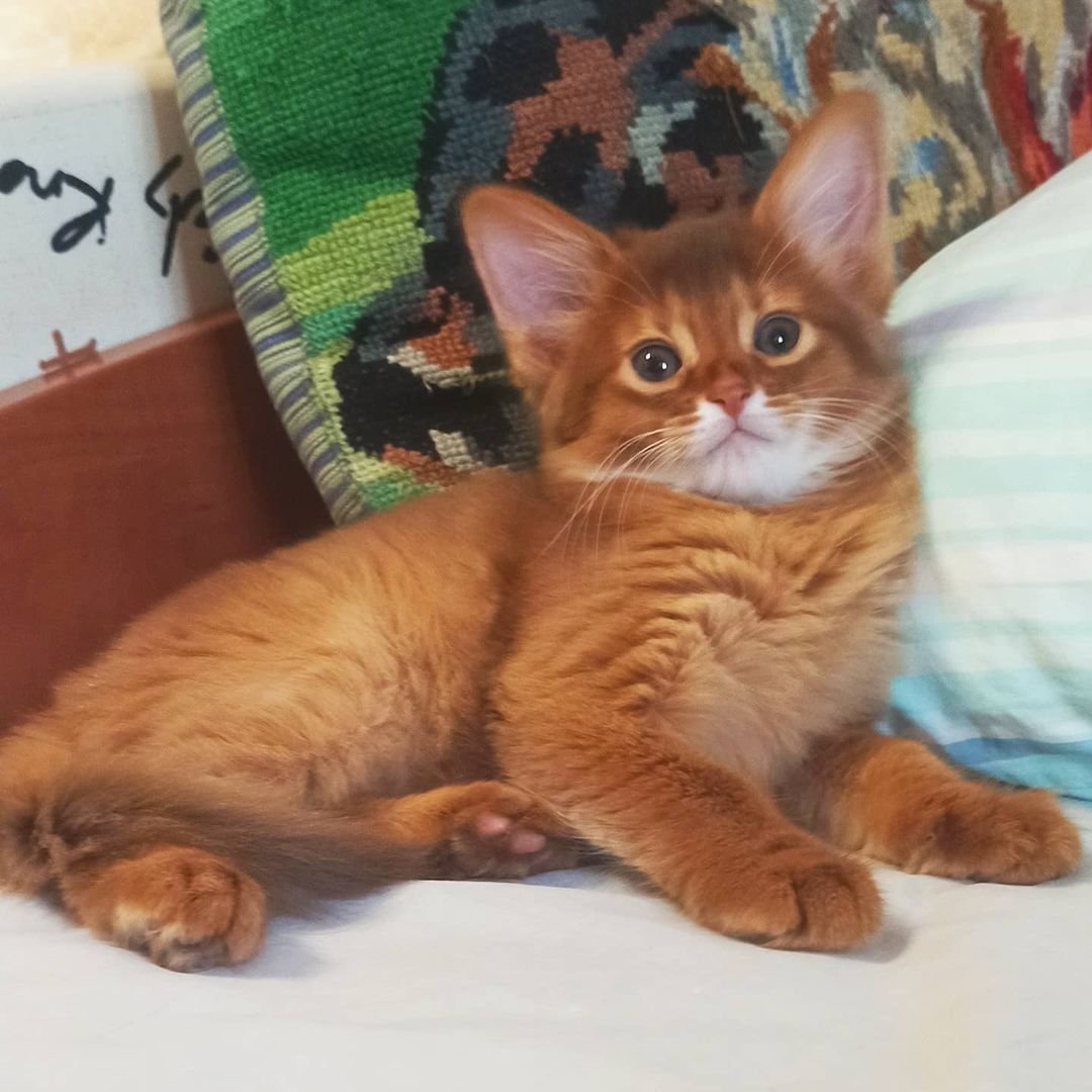 Bella – Weibliche Somali-Katze – Bild 3