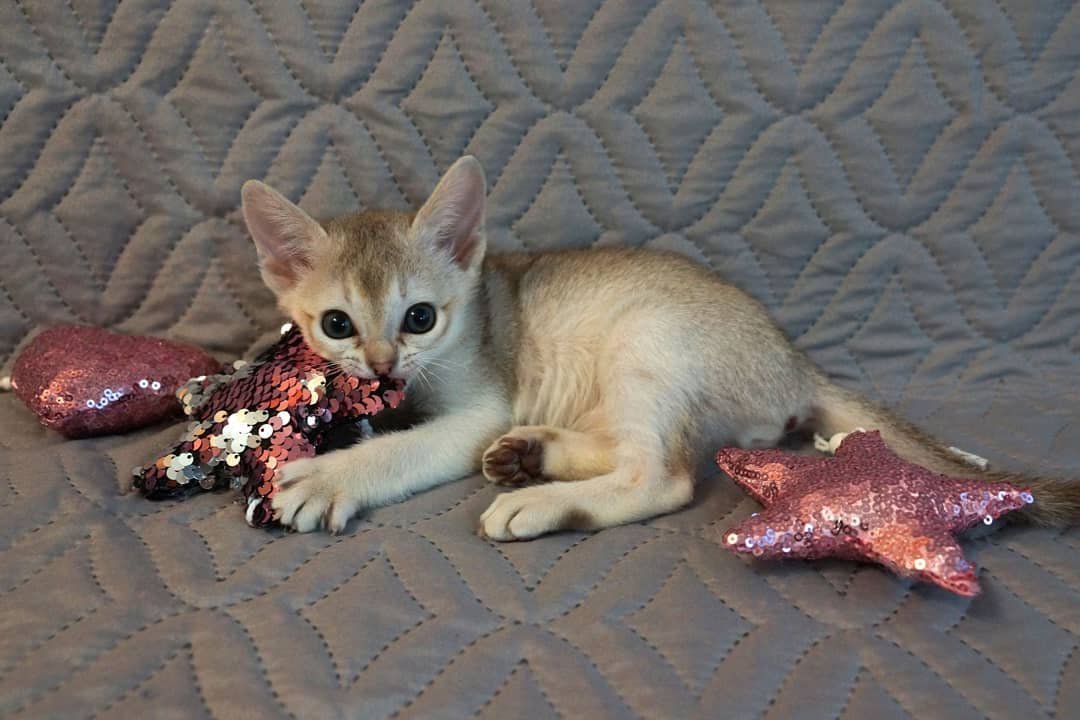 Gavi – Männliche Singapura-Katze – Bild 3