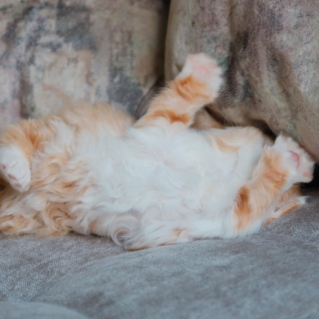 Lio – Männliches Britisch Kurzhaar Kätzchen – Bild 3