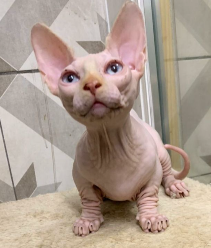 Max – Männliche Sphynx-Katze