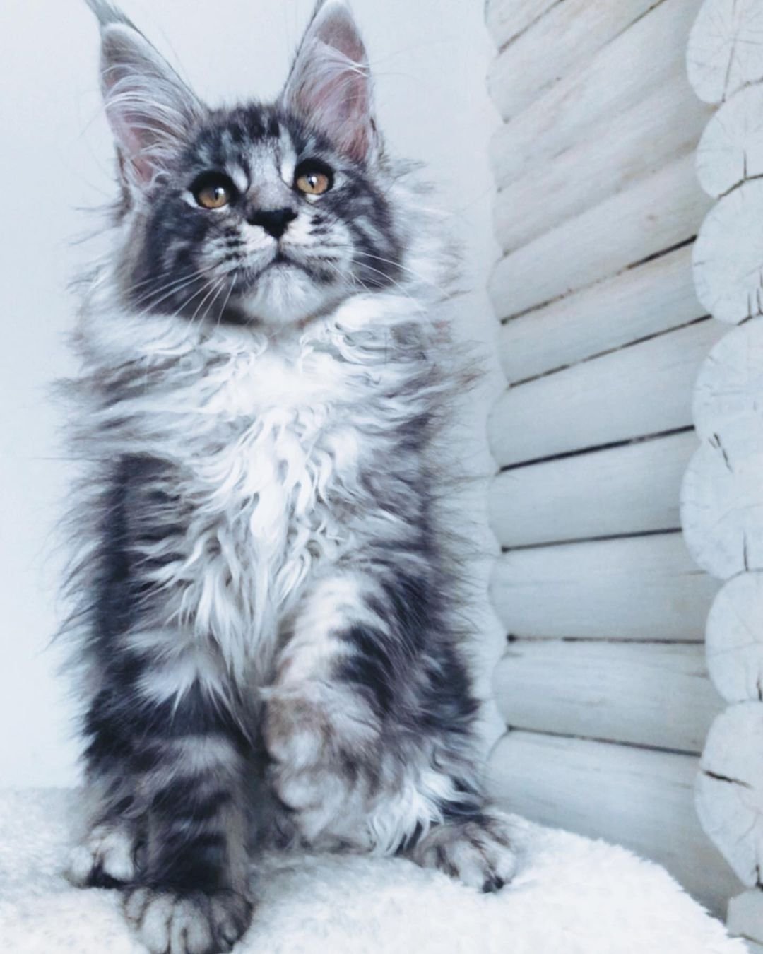 Jane – Weibliche Maine-Coon-Katze – Bild 2