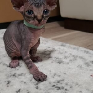 Orson – Männliche Sphynx-Katze
