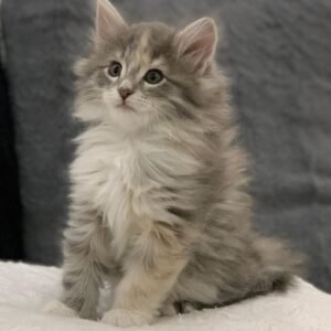 Anna – Weibliche Norwegische Waldkatze