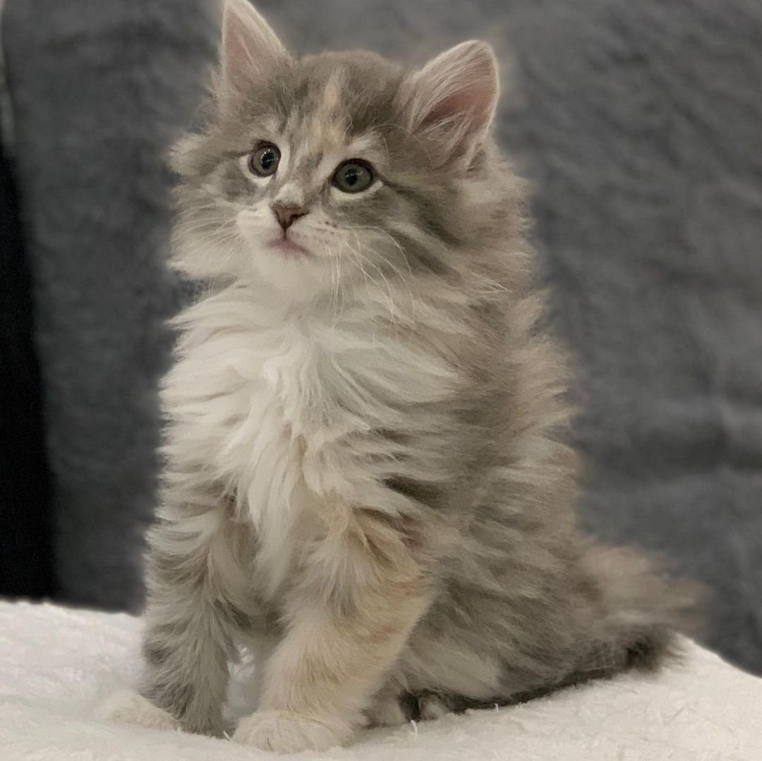 Anna – Weibliche Norwegische Waldkatze