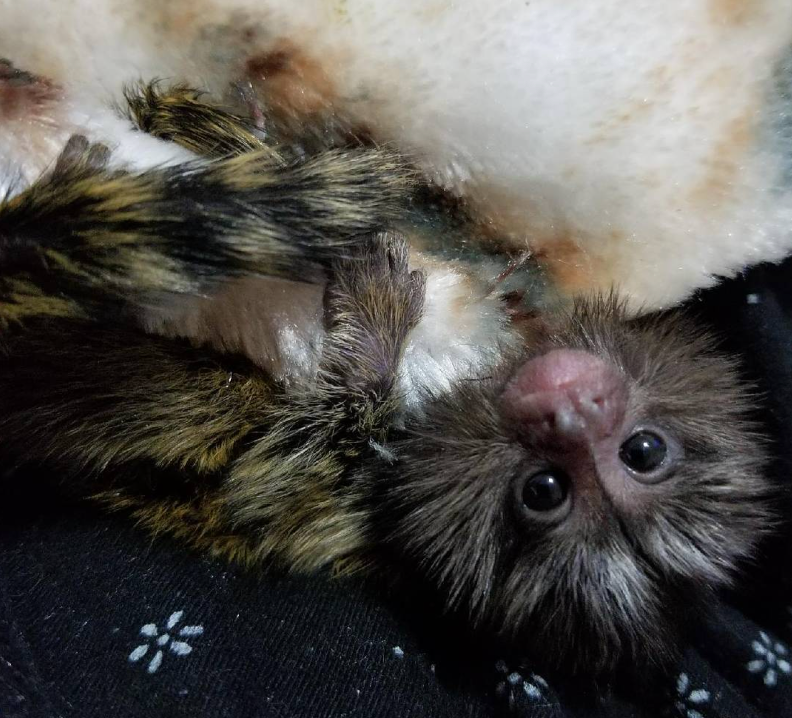 Eliot – Männliches Fingeräffchen – Bild 3