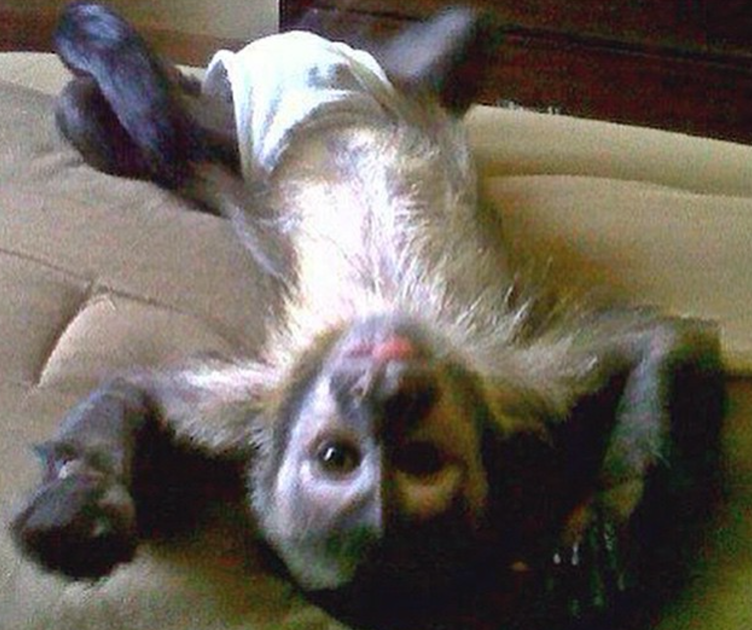 🐒 Jeremia – Männliches Kapuzineräffchen – Bild 4