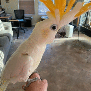 🦜 12 Monate altes Zitronenkakadu-Pärchen (Männlich + Weiblich)