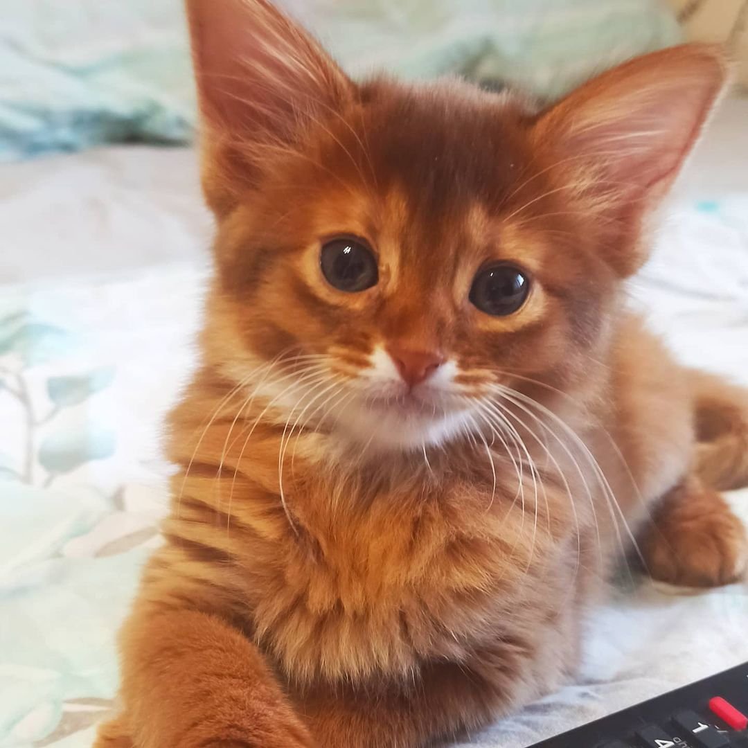 Bella – Weibliche Somali-Katze – Bild 4