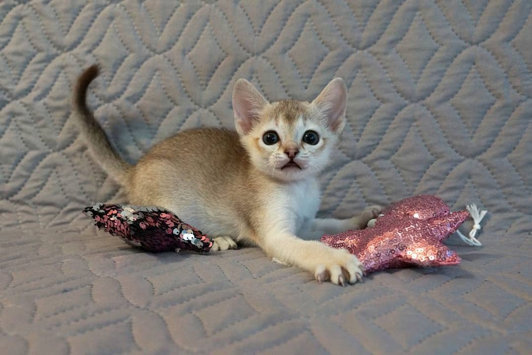 Gavi – Männliche Singapura-Katze – Bild 4