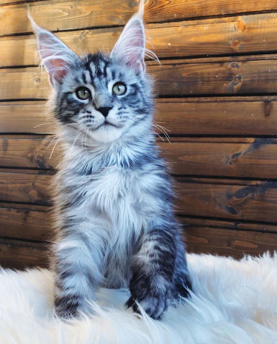 Larry – Männliche Maine-Coon-Katze – Bild 3