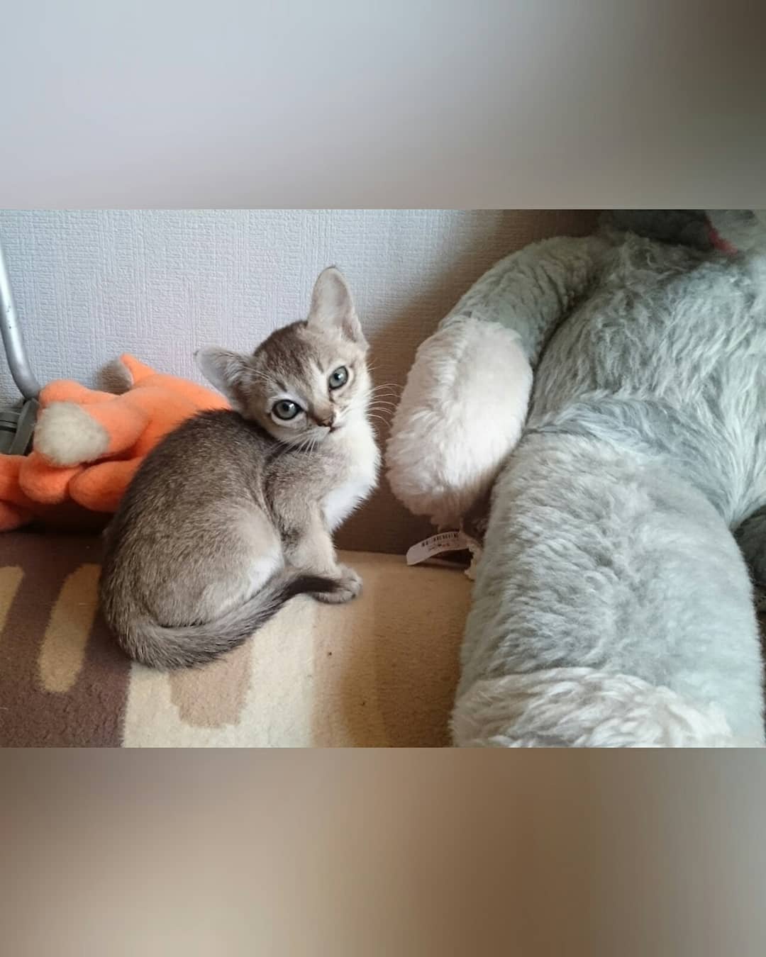 Thor – Weibliche Singapura-Katze – Bild 3