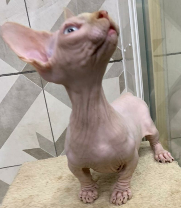 Max – Männliche Sphynx-Katze – Bild 4