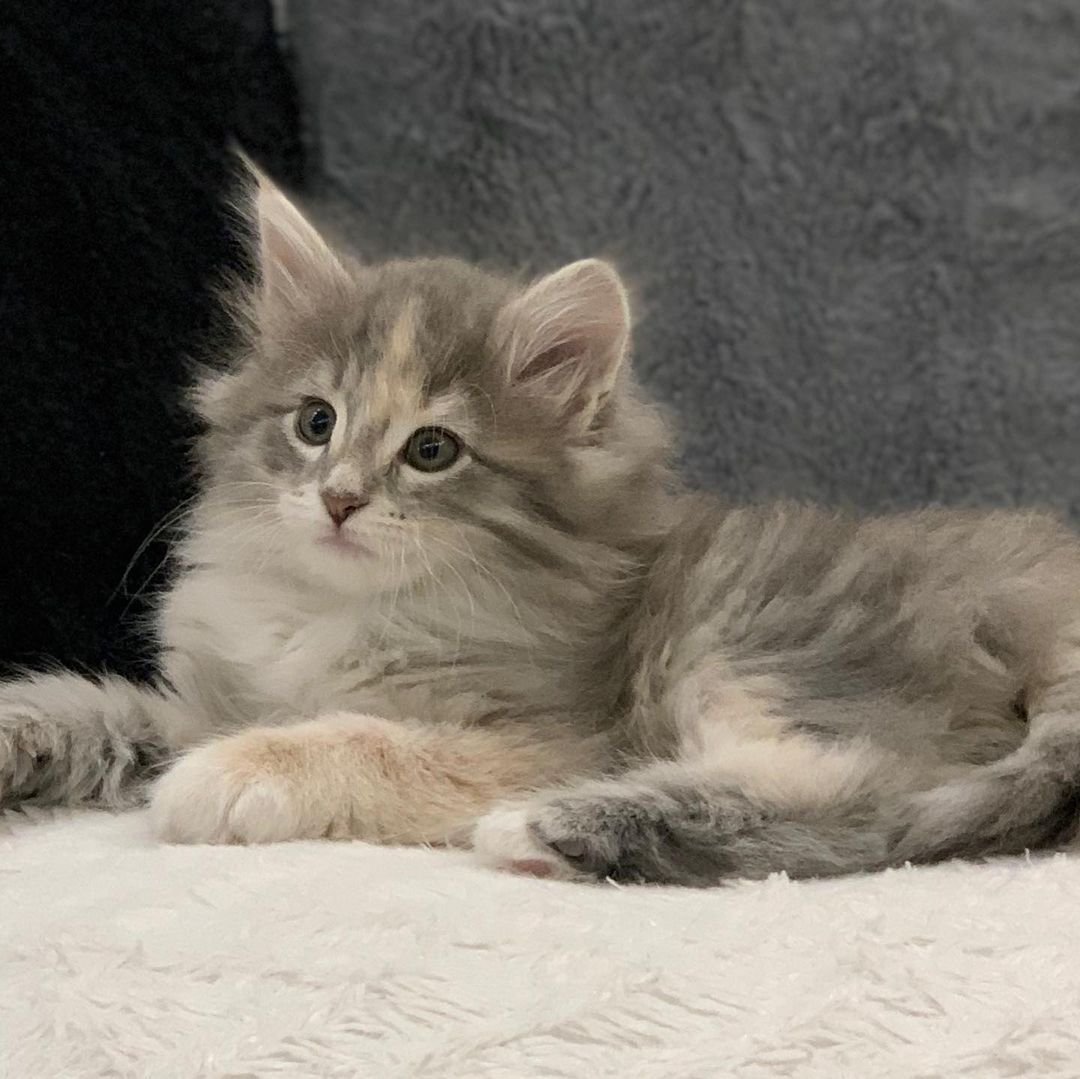 Anna – Weibliche Norwegische Waldkatze – Bild 4