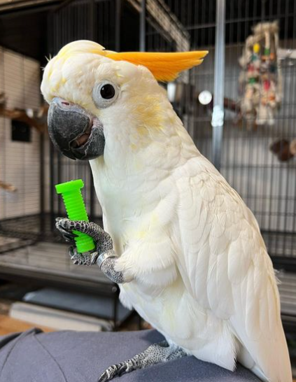 🦜 12 Monate alter Zitronenkakadu (Männchen) – Bild 2