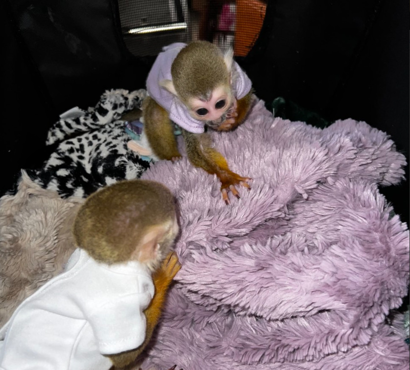 Astra – Weibliches Totenkopfäffchen – Bild 3