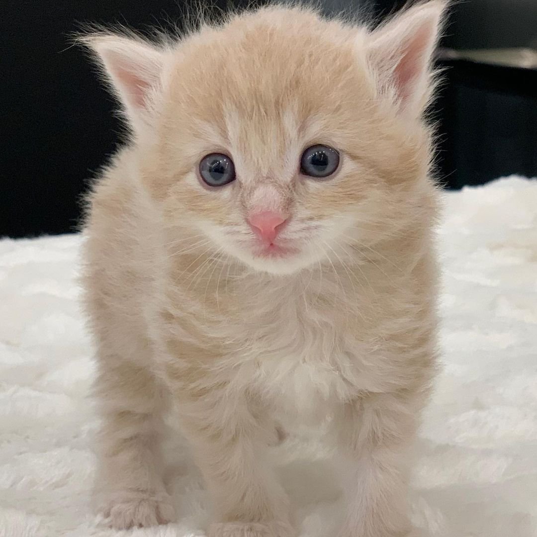 Moose – Männliche Norwegische Waldkatze